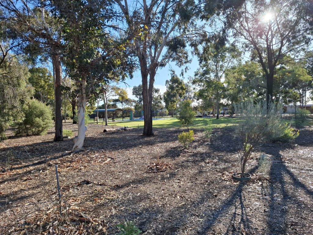 Light filtering through the trees around an area of tanbark in a suburban park