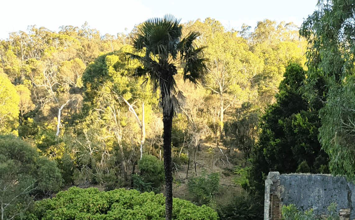 Palm tree in front of forest with ruined building on right hand side